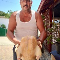 Florindelapitesticuorga